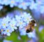 včelí vosk - včela